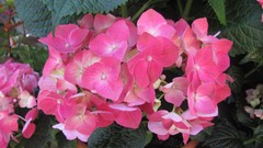 Flowers nature multicolor Hydrangeas