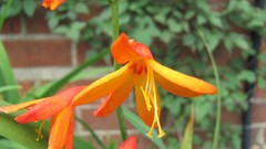 Flowers nature multicolor orange flowers