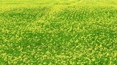 Flowers nature mustard yellow flowers