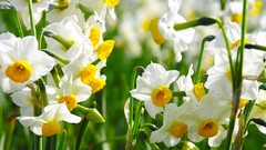Flowers nature Narcissus daffodils