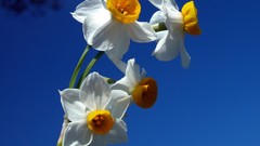 Flowers nature Narcissus daffodils