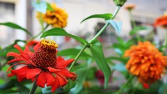 Flowers nature nature's prophet