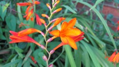 Flowers nature orange flowers