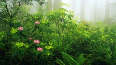 Flowers nature panorama California Ferns rhododendron redwood 