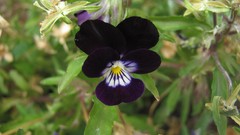 Flowers nature pansies