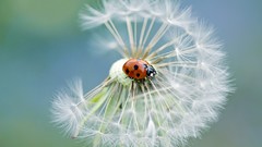 Flowers nature petal lady bugs