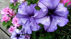 Flowers nature petunias