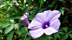 Flowers nature petunias