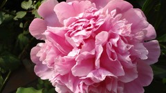 Flowers nature pink flowers carnations