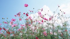 Flowers nature pink flowers cosmos flower