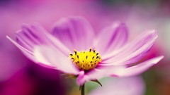 Flowers nature pink flowers cosmos flower