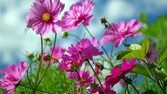 Flowers nature pink flowers cosmos flower