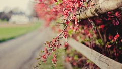 Flowers nature pink flowers fences bokeh depth of field focused