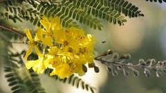 Flowers nature Plants acacia yellow flowers
