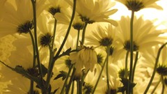 Flowers nature Plants below