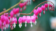 Flowers nature Plants Bleeding Hearts