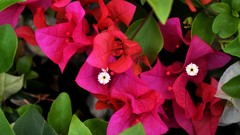 Flowers nature Plants bougainvillea