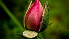 Flowers nature Plants buds