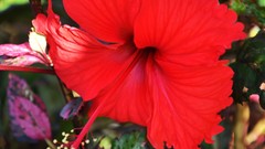 Flowers nature Plants hibiscus red flowers