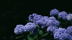 Flowers nature Plants Hydrangeas blue flowers