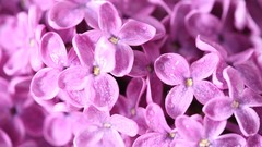 Flowers nature Plants lilac pink flowers water drops