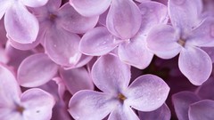 Flowers nature Plants lilac purple flowers