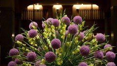 Flowers nature Plants purple flowers yellow flowers allium