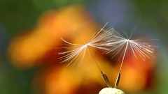 Flowers nature Plants seeds dandelions depth of field