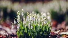 Flowers nature Plants spring snowdrops white flowers bokeh 