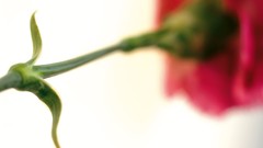 Flowers nature Plants stem depth of field