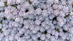 Flowers nature Plants succulents