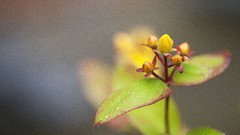 Flowers nature Plants ubuntu focused