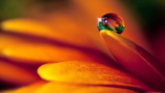 Flowers nature Plants waterdrops