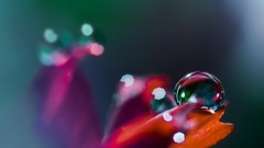 Flowers nature Plants waterdrops