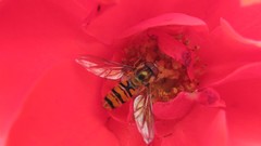 Flowers nature pollen bees insects red flowers