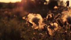 Flowers nature pollen depth of field