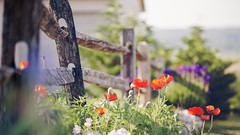 Flowers nature Poppies buds Wooden fence fences depth of field
