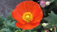 Flowers nature Poppies orange flowers