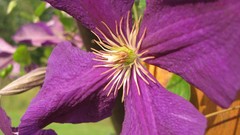Flowers nature purple clematis