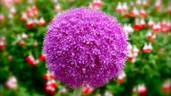 Flowers nature purple flowers allium