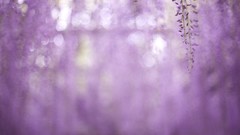 Flowers nature purple flowers bokeh wisteria