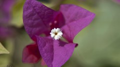 Flowers nature purple flowers bougainvillea