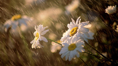Flowers nature rain sunflower