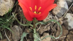 Flowers nature red iran Mohammad Barkhordari