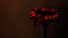 Flowers nature red roses fake flowers