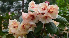 Flowers nature red white Green Plants 1897
