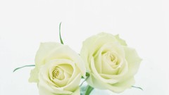 Flowers nature roses white background white roses