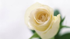 Flowers nature roses white roses