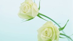 Flowers nature roses white roses