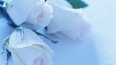 Flowers nature roses white roses